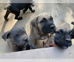 Small Photo #6 Cane Corso Puppy For Sale in PINE GROVE, CA, USA