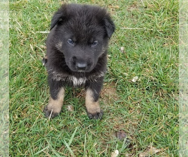 Medium Photo #5 German Shepherd Dog Puppy For Sale in BARNETT, MO, USA
