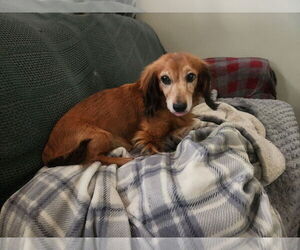 Dachshund Dogs for adoption in Sioux Falls, SD, USA