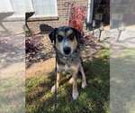 Fable - Female Australian Shepherd-Unknown Mix Dog for Adoption - Small photo