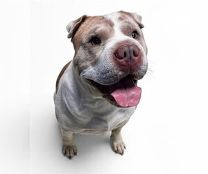 Chinese Shar-Pei Dogs for adoption in Olathe, KS, USA