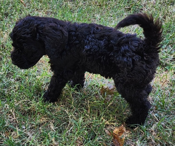 Medium Photo #3 Doodle-Goldendoodle Mix Puppy For Sale in WACO, TX, USA