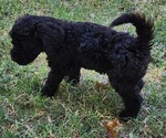 Small Photo #3 Doodle-Goldendoodle Mix Puppy For Sale in WACO, TX, USA