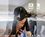 Small #1 American Pit Bull Terrier-American Staffordshire Terrier Mix