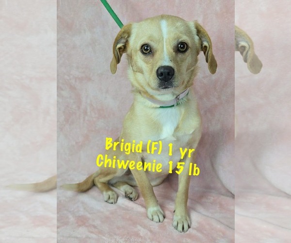 Medium Photo #1 Chiweenie Puppy For Sale in pomfret, CT, USA