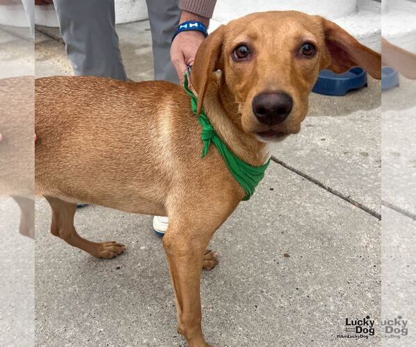 Medium Photo #4 Labrador Retriever-Retriever  Mix Puppy For Sale in Washington, DC, USA