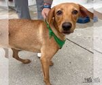 Small #5 Labrador Retriever-Retriever  Mix
