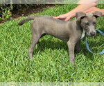 Small #1 Labrador Retriever Mix
