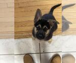 Small #1 Mutt
