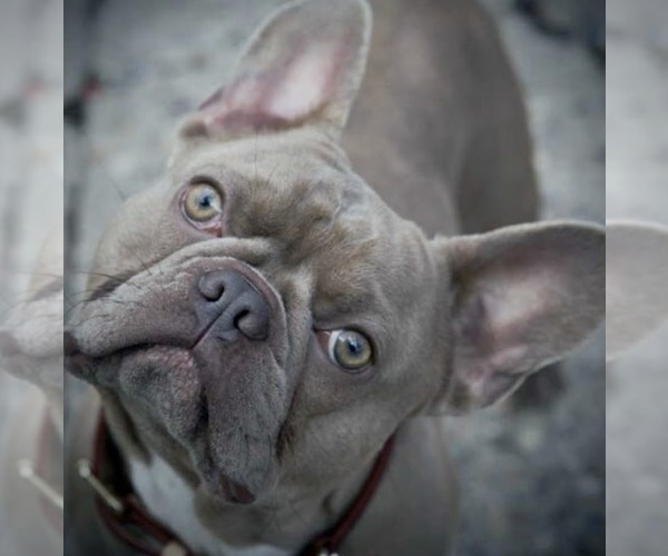 Medium Photo #1 French Bulldog Puppy For Sale in BURBANK, CA, USA