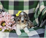 Small #5 Bernedoodle (Miniature)