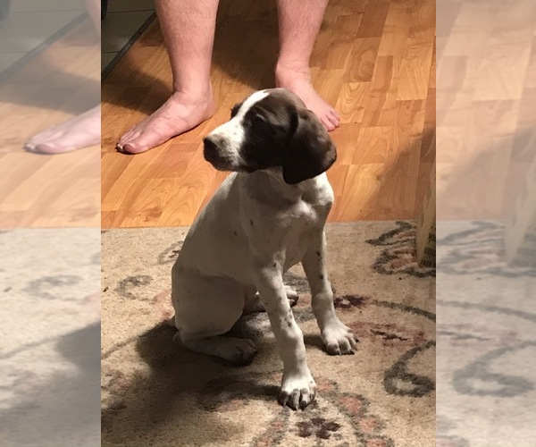 Medium Photo #1 German Shorthaired Pointer Puppy For Sale in COULTERVILLE, CA, USA