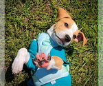 Small #2 Staffordshire Bull Terrier Mix