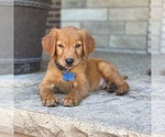 Small Photo #27 Golden Retriever Puppy For Sale in WOLCOTT, IN, USA