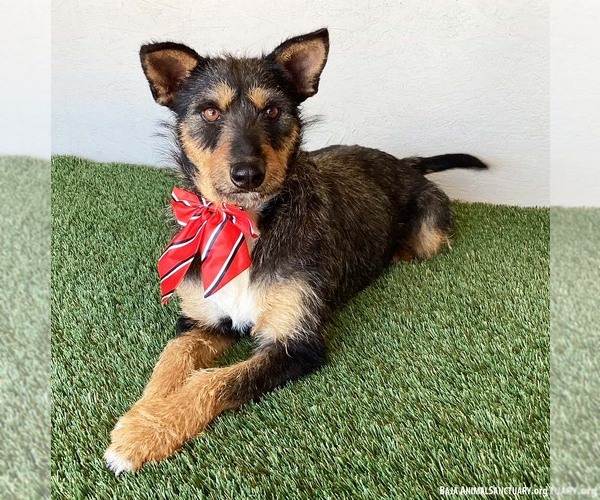 Medium Photo #2 Mutt Puppy For Sale in San Diego, CA, USA