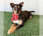 Small #1 Mutt