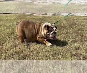 Mother of the English Bulldog puppies born on 01/27/2023