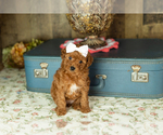 Puppy June Miniature Labradoodle