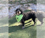 Small #2 Poodle (Toy)
