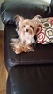Small Photo #1 Yorkshire Terrier Puppy For Sale in HARRISBURG, PA, USA