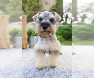 Schnauzer (Miniature) Puppy for Sale in SYRACUSE, Indiana USA