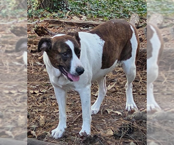 Medium Photo #5 Labrador Retriever-Unknown Mix Puppy For Sale in Decatur, GA, USA