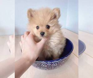 Pomeranian Puppy for sale in BEECHHURST, NY, USA