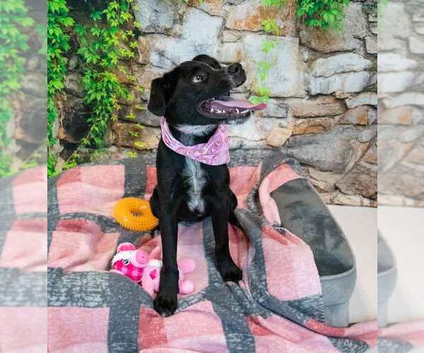 Medium Photo #5 Labrador Retriever-Unknown Mix Puppy For Sale in Kennesaw, GA, USA