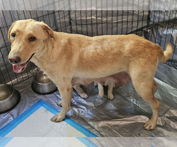 Medium Photo #1 Mutt Puppy For Sale in Olalla, WA, USA