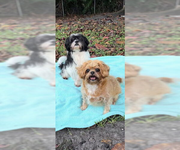 Medium Photo #7 Shih Tzu Puppy For Sale in Weston, FL, USA