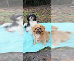 Small #6 Shih Tzu
