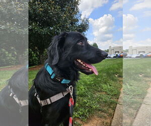 Mutt Dogs for adoption in Thomasville, NC, USA