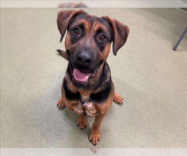 Medium Photo #2 Rhodesian Ridgeback Puppy For Sale in Moreno Valley, CA, USA