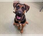 Small #1 Rhodesian Ridgeback