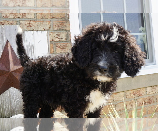 Medium Photo #6 Bernedoodle Puppy For Sale in DUNDEE, OH, USA