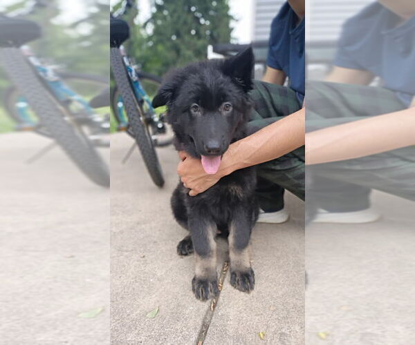 Medium Photo #6 German Shepherd Dog Puppy For Sale in PITTSBURGH, PA, USA
