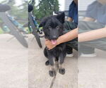 Small #5 German Shepherd Dog