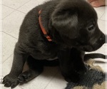 Small Photo #5 Labrador Retriever Puppy For Sale in BOALSBURG, PA, USA