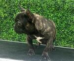 Small Photo #24 French Bulldog Puppy For Sale in PARADISE VALLEY, AZ, USA