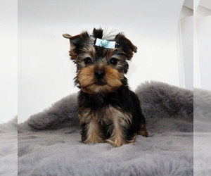 Yorkshire Terrier Puppy for sale in LOS ANGELES, CA, USA