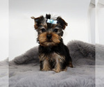 Small Yorkshire Terrier