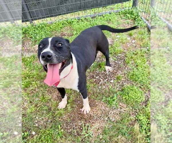 Medium Photo #2 Mutt Puppy For Sale in Abbeville, LA, USA