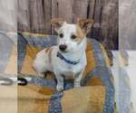 Small #3 Colonial Cocker Spaniel-Jack Russell Terrier Mix
