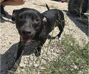 Dachshund Dogs for adoption in Houston, TX, USA