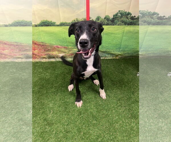 Medium Photo #3 Bearded Collie-Labrador Retriever Mix Puppy For Sale in Euless, TX, USA
