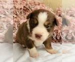 Small Photo #2 Australian Shepherd Puppy For Sale in GEORGETOWN, TX, USA