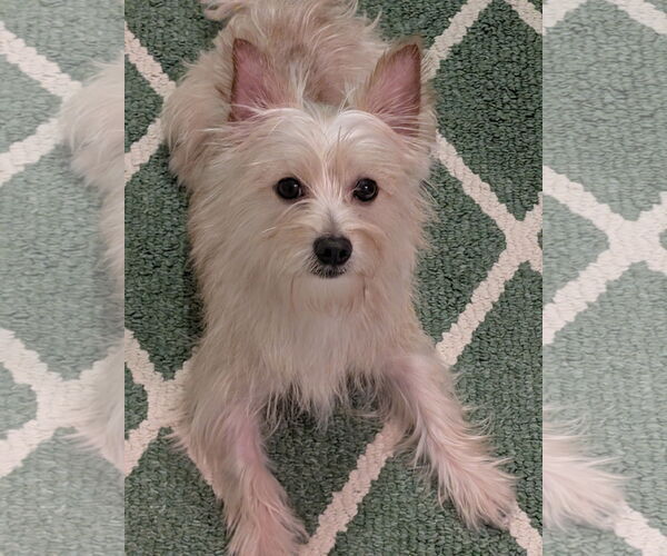 Medium Photo #6 Mutt Puppy For Sale in Greensboro, NC, USA