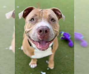 Mutt Dogs for adoption in Naples, FL, USA