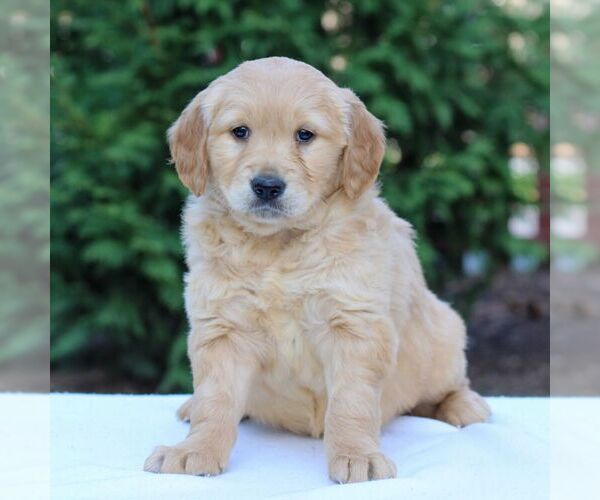 Medium Photo #3 Golden Retriever Puppy For Sale in MANHEIM, PA, USA