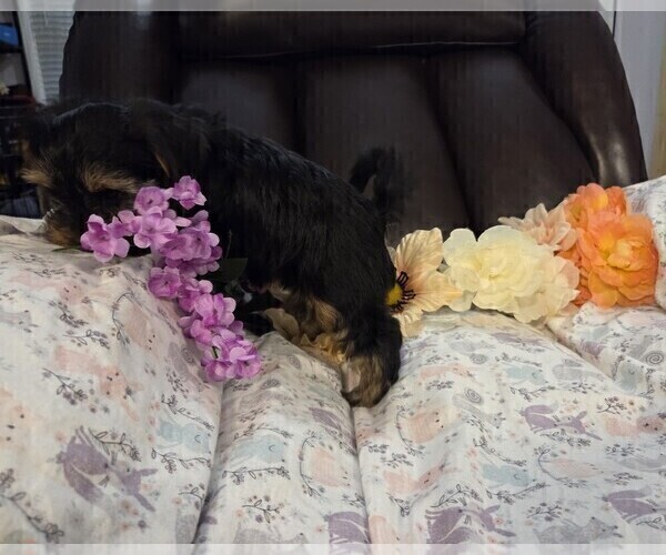 Medium Photo #7 Yorkshire Terrier Puppy For Sale in RHOADESVILLE, VA, USA
